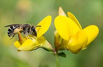 Biosphoto | 2445651 | Wilke's Mining-bee (Andrena wilkella) female on Common Bird's-foot-trefoil (Lotus corniculatus), solitary bees, Vosges du Nord Regional Natural Park, France | &copy; Michel Rauch / Biosphoto