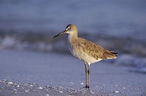 Biosphoto | 1527162 | Willet (Catoptrophorus semipalmatus), adult at beach in winter plumage, Sanibel Island, Florida, USA | &copy; Rolf Nussbaumer / imageBROKER / Biosphoto