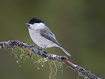 Biosphoto | 2609756 | Willow tit (Poecile montanus syn Parus montanus ) in Valtavaara-Pyhaevaara nature reserve near Ruka during winter. Europe, northern Europe, Finland | &copy; Martin Zwick / Biosphoto