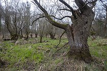 Biosphoto | 2469338 | Willows of Mothern, Old forest of willows, Trogne or Trees refuge for many animals, Bas Rhin, Grand Est Region, France | &copy; Sylvain Cordier / Biosphoto