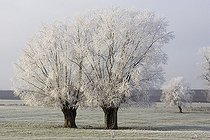 Biosphoto | 502683 | Willows under hoarfrost in a meadow in winter France | &copy; Claudius Thiriet / Biosphoto