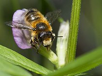 Biosphoto | 2166694 | Willughby's Leaf-cutter Bee (Megachile willughbiella) on Vetch grass (Vicia sp), Northern Vosges Regional Nature Park, France | &copy; Michel Rauch / Biosphoto