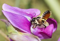 Biosphoto | 2419825 | Willughby's Leaf-cutter Bee (Megachile willughbiella) female on Perennial sweet pea (Lathyrus latifolius) flower, Regional Natural Park of Northern Vosges, France | &copy; Michel Rauch / Biosphoto