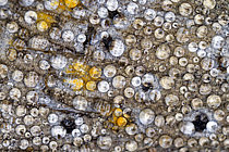 Biosphoto | 2609709 | Wing's detail of butterfly (Lepidoptera sp) with dew resting in the morning, Fouzon meadows, Loir et Cher, France | &copy; Bruno Guénard / Biosphoto