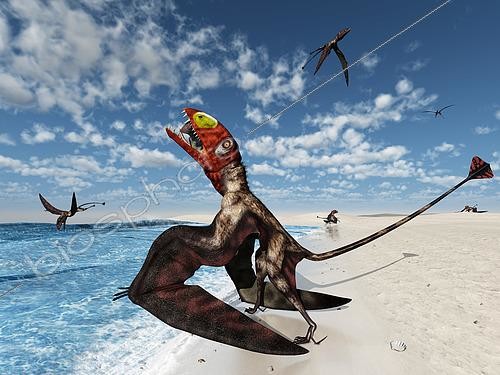 Biosphoto | 2479026 | Winged Dimorphodon pluck fish from the Early-Jurassic Tethys Ocean 195 million years ago in what it is today England. While Dimorphodon's coloration is unknown, here the adult males have been given colorful heads inspired by modern day puffins and toucans. . . Dimorphodon was a medium-sized pterosaur (flying reptile) with a wingspan of about four feet and a large head and puffin-like beak. Its long front teeth suggest that it was built for plucking fish from near the surface of the water. Dimorphodon also had a long tail, the end of which is speculated to have sported a soft tissue vane for enhanced stability during flight. | &copy; Walter Myers / Stocktrek Images / Biosphoto