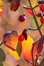 Biosphoto | 2593304 | Winged spindle (Euonymus alatus) fruit in autumn | &copy; Marie Aymerez / Biosphoto