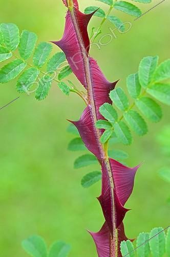 Biosphoto | 607533 | Winged thorns of a rose-tree in a garden | &copy; Xiaodisc / Green Eye / Biosphoto