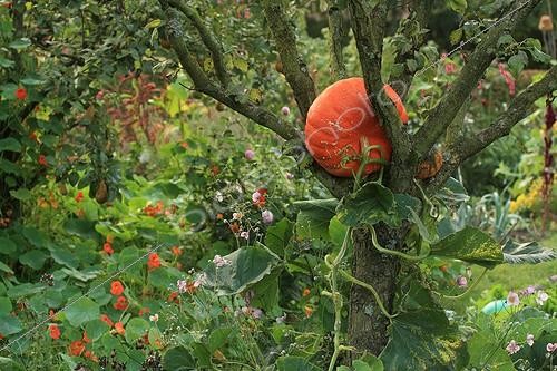 Biosphoto | 754041 | Winter squash in The Garden of Marie-Ange in Croisette ; Pear tree 'Conférence' | &copy; Hervé Lenain / Biosphoto