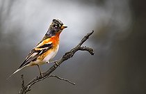 Biosphoto | 2512313 | Wintering male Northern Finch (Fringilla montifringilla) in the Northern Vosges, Vosges du Nord Regional Nature Park, France | &copy; Michel Rauch / Biosphoto