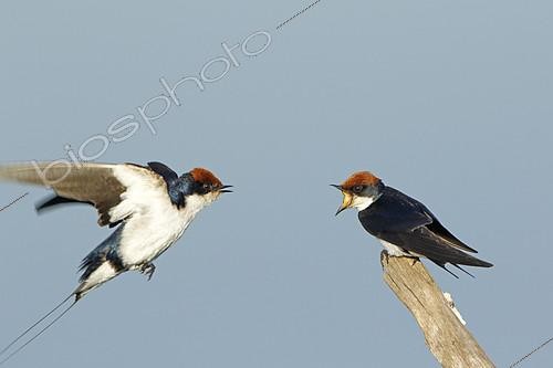 Biosphoto | 2096276 | Wire-tailed swallow (Hirundo smithii) facing, Kruger NP, South Africa | &copy; Jean-Jacques Alcalay / Biosphoto