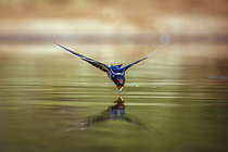 Biosphoto | 2620300 | Wire tailed Swallow (Hirundo smithii) in flight front view over water to drink in Greater Kruger National park, South Africa | &copy; Patrice Correia / Biosphoto