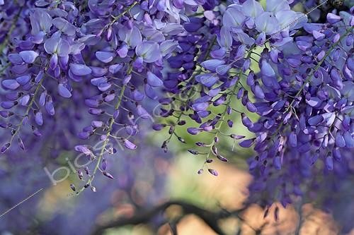 Biosphoto | 1991036 | Wisteria bloom in spring in an organic garden - France | &copy; Pascal Pittorino / Biosphoto