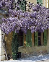 Biosphoto | 640292 | Wisteria in bloom hung from a balcony | &copy; Gilles Le Scanff & Joëlle-Caroline Mayer / Biosphoto