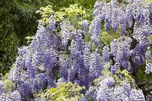 Biosphoto | 2437775 | Wisteria sinensis | &copy; Visions Pictures / Biosphoto