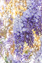 Biosphoto | 2557321 | Wisteria (Wisteria sinensis) | &copy; Marie Aymerez / Biosphoto