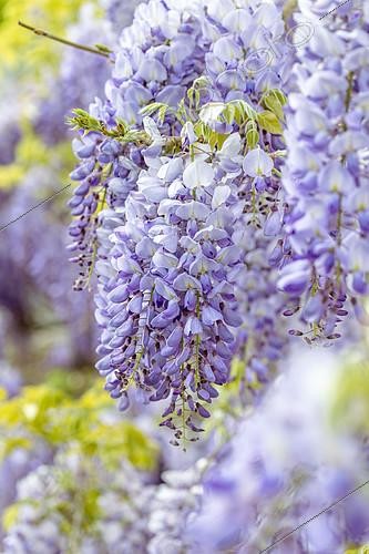 Biosphoto | 2599440 | Wisteria (Wisteria sinensis) | &copy; Marie Aymerez / Biosphoto