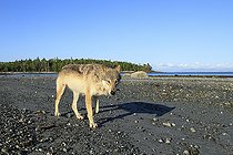 Biosphoto | 2392892 | Wolf (Canis lupus) on beach, Great Bear Rainforest, British Columbia, Canada | &copy; Jack Chapman / Biosphoto