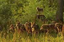 Biosphoto | 2609693 | Wolf (Canis lupus), pack of wolves in forest at sunrise, summer, Germany | &copy; Raimund Linke / imageBROKER / Biosphoto