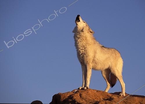 Biosphoto | 151825 | Wolf howling on a rock the USA | &copy; Jean-Paul Chatagnon / Biosphoto
