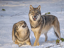 Biosphoto | 2609765 | Wolf or Grey wolf (Canis lupus) during winter in the National Park Bavarian Forest, enclosure area. Europe, Central Europe, Germany | &copy; Martin Zwick / Biosphoto