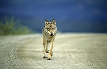 Biosphoto | 178917 | Wolf walking on a track Denali NP Alaska | &copy; Robert Valarcher / Biosphoto