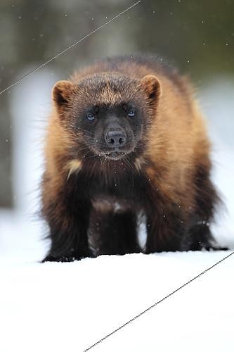 Biosphoto | 2418661 | Wolverine (Gulo gulo) in the snow in the boreal forest | &copy; Christophe Perelle / Biosphoto