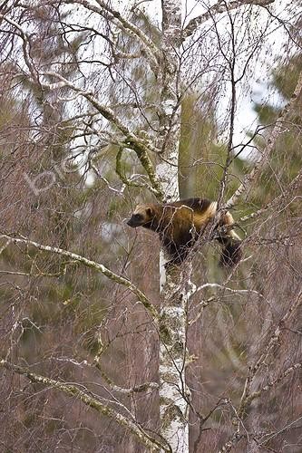 Biosphoto | 1000558 | Wolverine in a tree Scandinavia  | &copy; Juan-Carlos Muñoz / Biosphoto