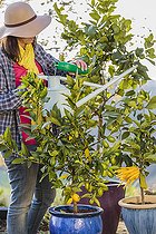 Biosphoto | 2460163 | Woman bringing fertilizer to a potted citrus fruit | &copy; Jean-Michel Groult / Biosphoto