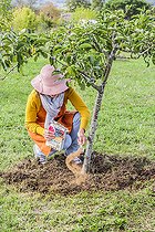 Biosphoto | 2440526 | Woman bringing sulfur powder at the foot of an apple tree to acidify the soil and correct the pH, in very calcareous soil. | &copy; Jean-Michel Groult / Biosphoto