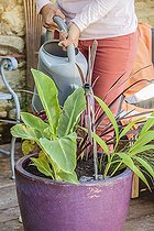 Biosphoto | 2445171 | Woman composing a pot of exotic foliage on a terrace. | &copy; Jean-Michel Groult / Biosphoto