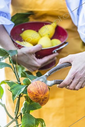 Biosphoto | 2547139 | Woman harvesting a variegated orange, the so-called 'Vatican orange' variety | &copy; Jean-Michel Groult / Biosphoto