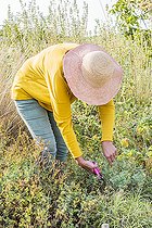 Biosphoto | 2436496 | Woman harvesting Fringed rue (Ruta chalepensis) for maceration | &copy; Jean-Michel Groult / Biosphoto