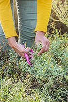 Biosphoto | 2436497 | Woman harvesting Fringed rue (Ruta chalepensis) for maceration | &copy; Jean-Michel Groult / Biosphoto