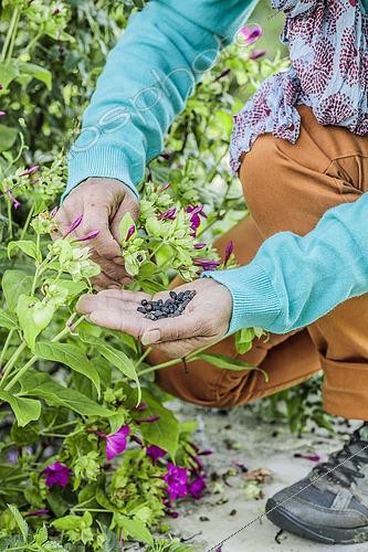 Biosphoto | 2487789 | Woman harvesting seeds of the Marvel-of-Peru. The plant produces seeds that will faithfully transmit the colour of the plant. | &copy; Jean-Michel Groult / Biosphoto
