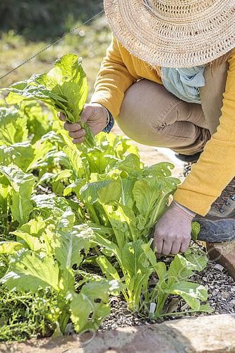 Biosphoto | 2572676 | Woman harvesting 'Shantouchuncai' Chinese mustard. | &copy; Jean-Michel Groult / Biosphoto