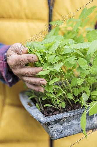 Biosphoto | 2546624 | Woman holding a terrine of dahlia seedlings, ready to be transplanted. | &copy; Jean-Michel Groult / Biosphoto