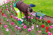 Biosphoto | 2575191 | Woman in a bed of Tulips, Le Mans, Sarthe, France | &copy; Michel Gile / Biosphoto