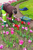 Biosphoto | 2575192 | Woman in a bed of Tulips, Le Mans, Sarthe, France | &copy; Michel Gile / Biosphoto