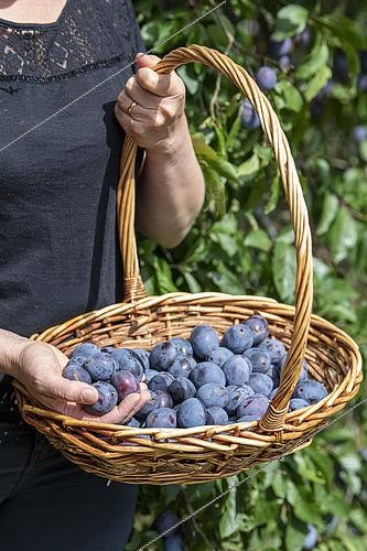 Biosphoto | 2435449 | Woman picking 'Stanley' plums in summer, Alsace, France | &copy; Yann Avril / Biosphoto