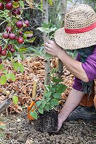 Biosphoto | 2572707 | Woman planting a Dregea vine at the foot of an apple tree in autumn. | &copy; Jean-Michel Groult / Biosphoto