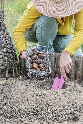 Biosphoto | 2433223 | Woman planting daffodils on a mound in poorly drained soil, against rot of bulbs. | &copy; Jean-Michel Groult / Biosphoto