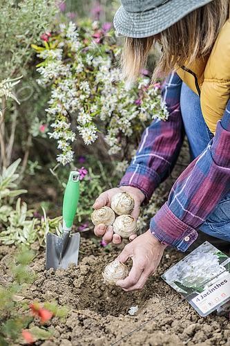 Biosphoto | 2546606 | Woman planting hyacinth bulbs in autumn. | &copy; Jean-Michel Groult / Biosphoto