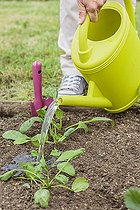 Biosphoto | 2452385 | Woman planting spinach in vegetable garden in summer : Watering young spinach seedlings | &copy; Jean-Michel Groult / Biosphoto