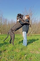 Biosphoto | 1250381 | Woman playing with a Great Dane | &copy; Daniel Heuclin / Biosphoto