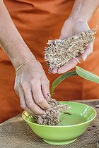 Biosphoto | 2441380 | Woman posing an orchid of the genus Laelia on a cork board, as an epiphyte. Assembly of a Laelia on a cork plate. Step 1: soaking the sphagnum | &copy; Jean-Michel Groult / Biosphoto