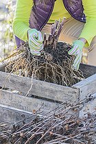 Biosphoto | 2460145 | Woman putting a strain of dahlia in a crate for wintering. | &copy; Jean-Michel Groult / Biosphoto