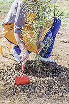 Biosphoto | 2458068 | Woman shaping a watering basin at the foot of a young Eucalyptus. | &copy; Jean-Michel Groult / Biosphoto