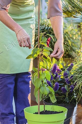 Biosphoto | 2489474 | Woman staking a young kiwi in a pot: Tying a young potted kiwifruit on a terrace | &copy; Jean-Michel Groult / Biosphoto