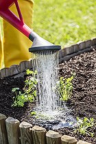 Biosphoto | 2459439 | Woman transplanting a clod of parsley in a square vegetable garden in May. | &copy; Jean-Michel Groult / Biosphoto