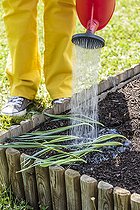 Biosphoto | 2459431 | Woman transplanting leeks in a small square vegetable garden. | &copy; Jean-Michel Groult / Biosphoto
